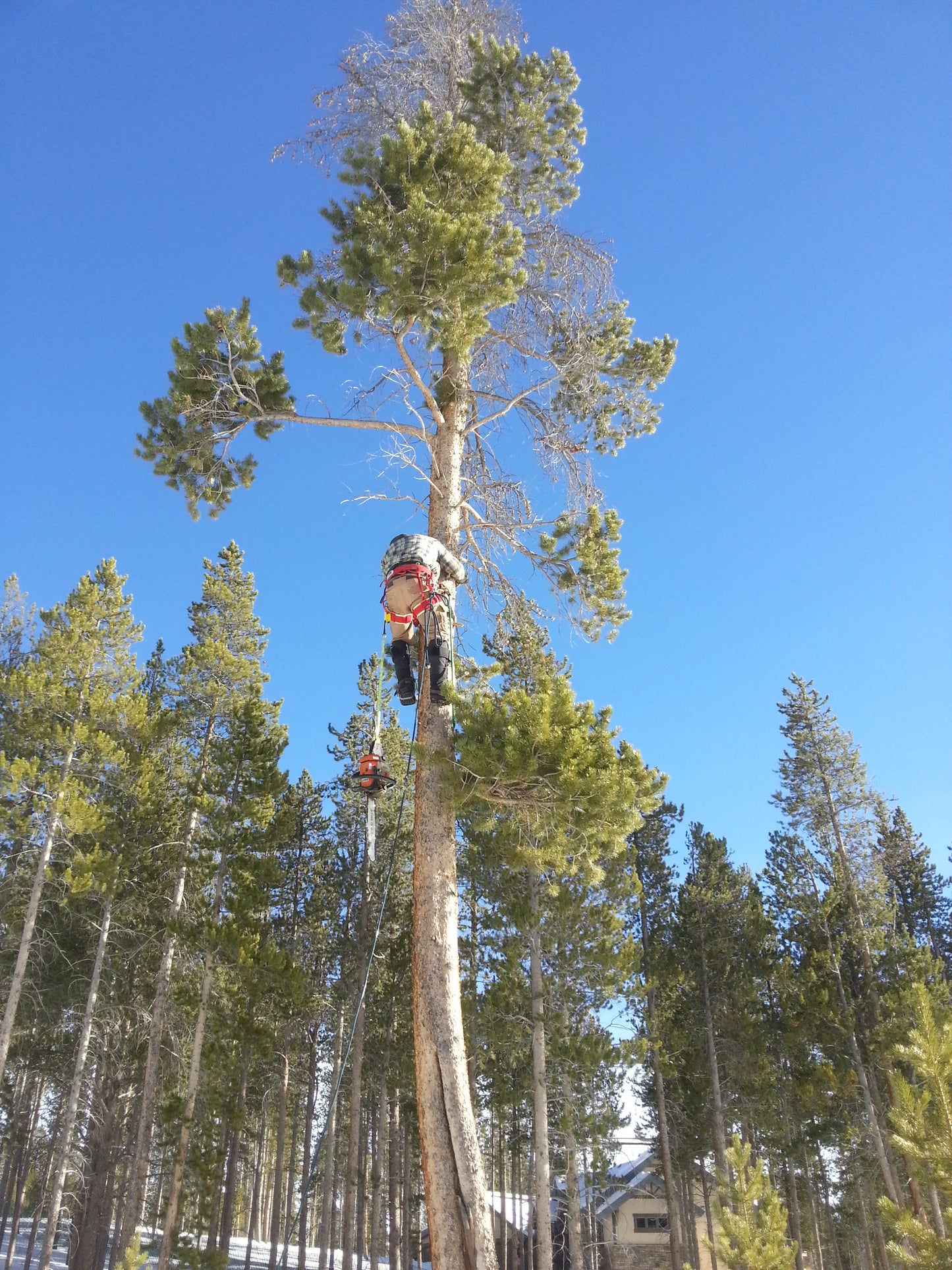 Tree Trimming