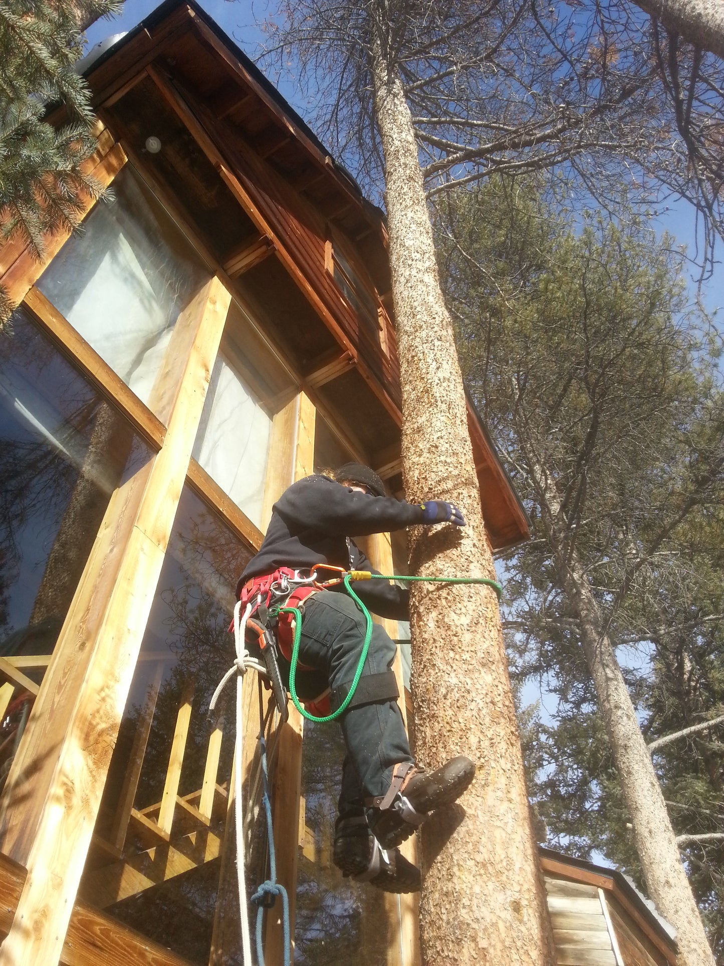 Tree Removal