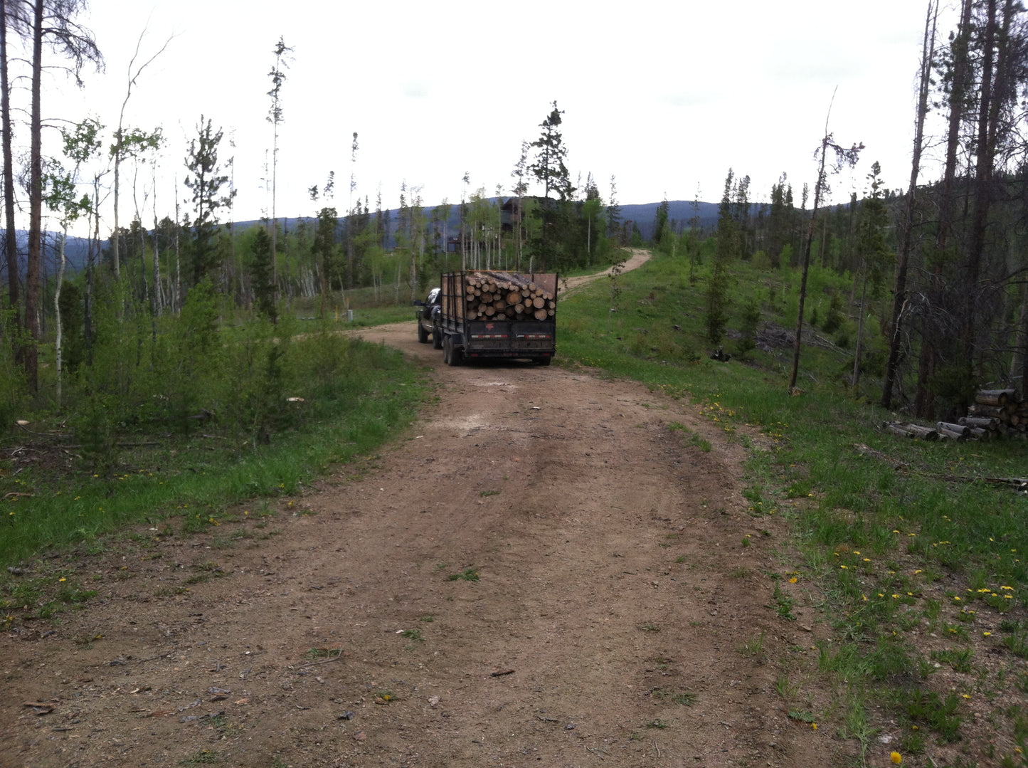 Forestry Thinning