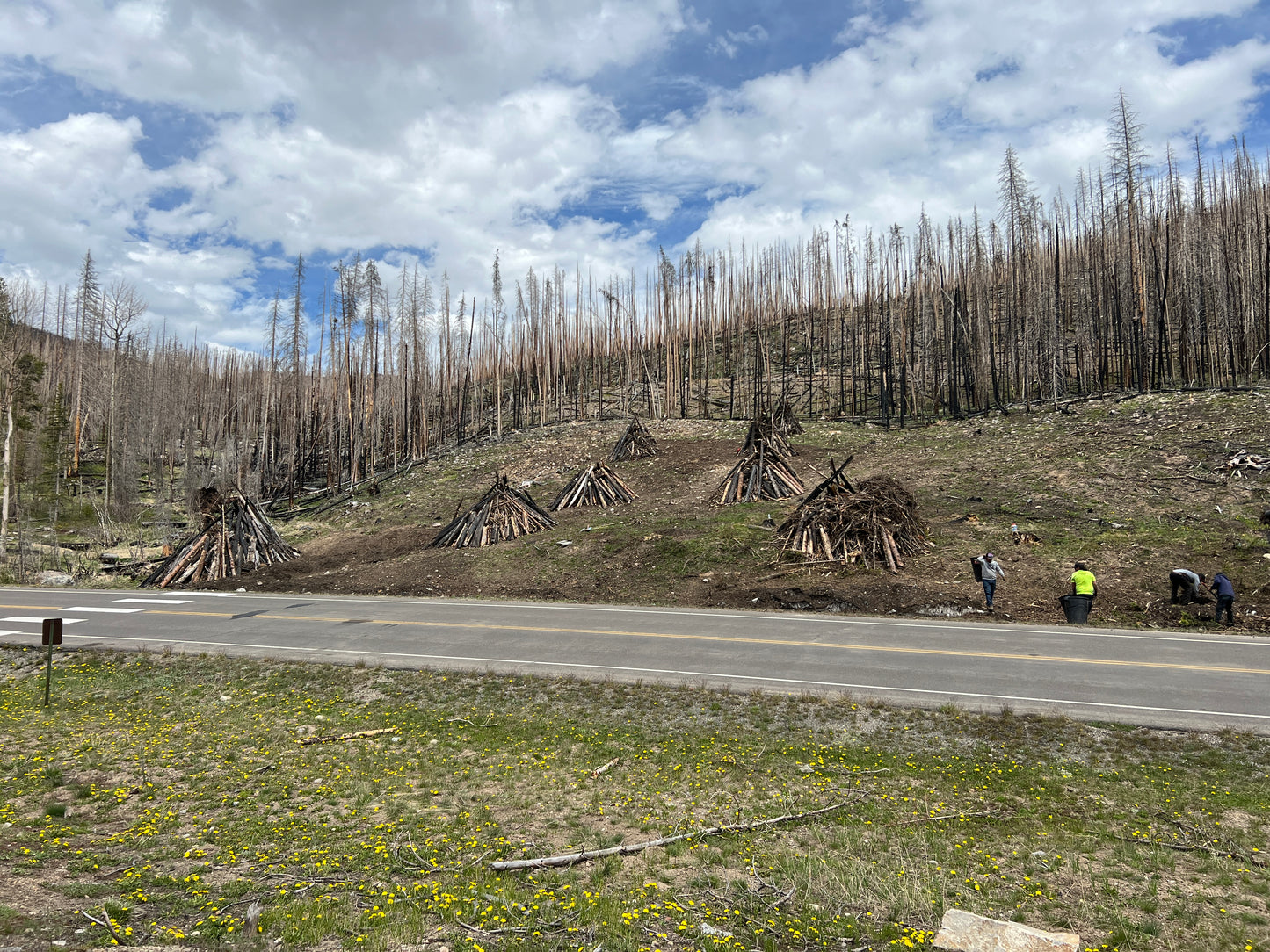 Forestry Cleanup