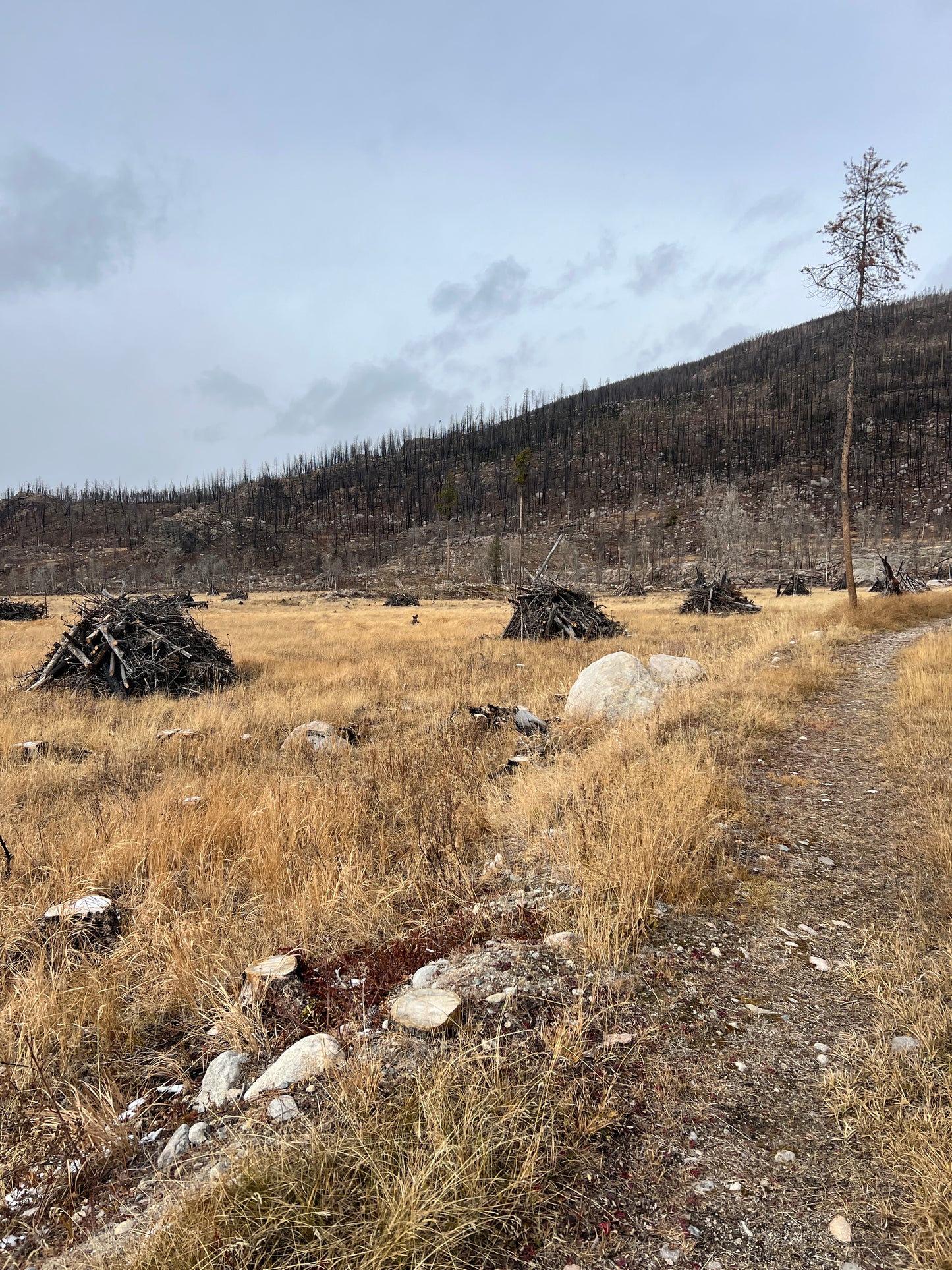 Land Clearing