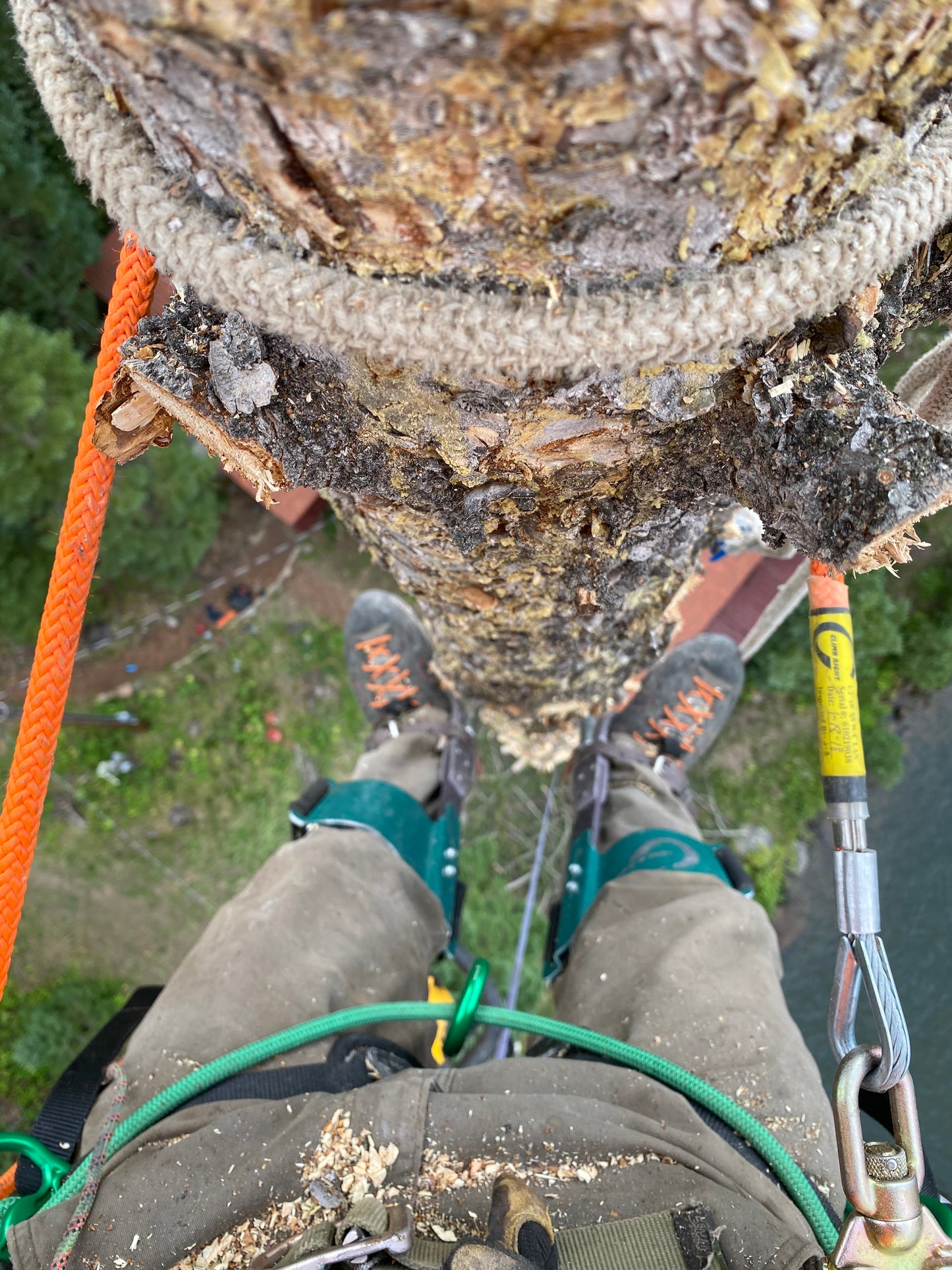 Tree Trimming
