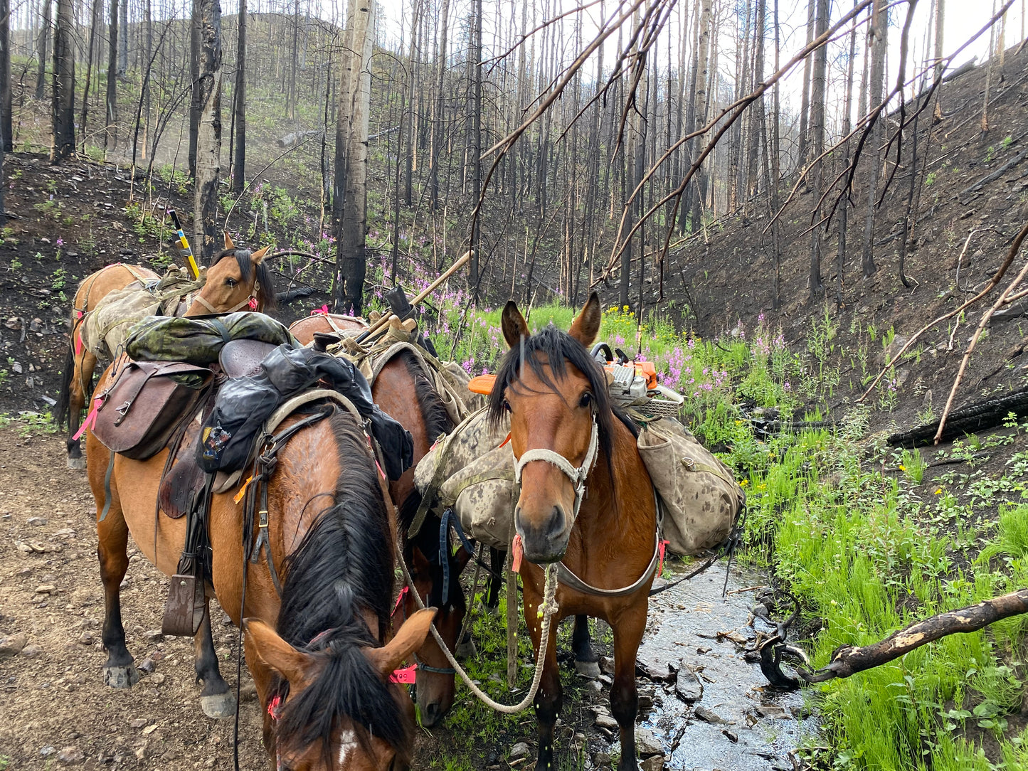 Trail Clearing