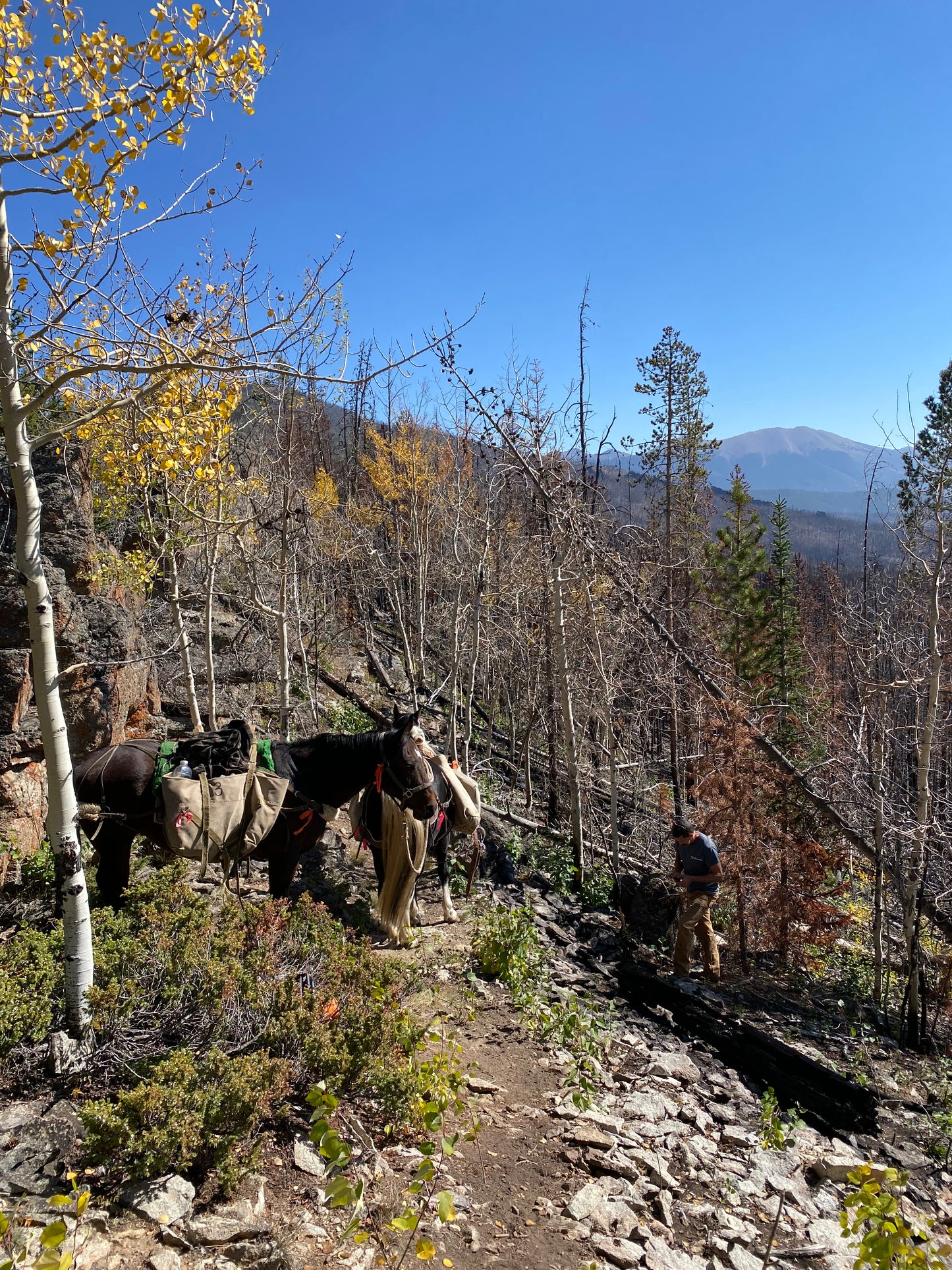 Trail Clearing