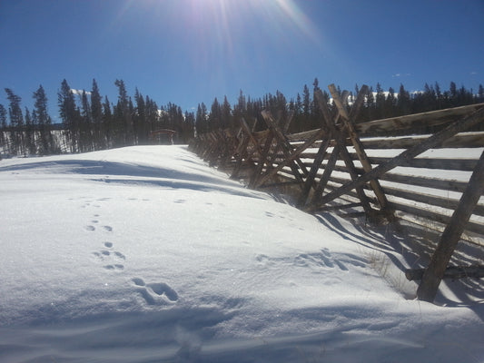 Snow Fences