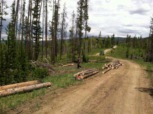 Forestry Thinning