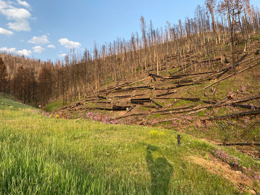 Land Restoration