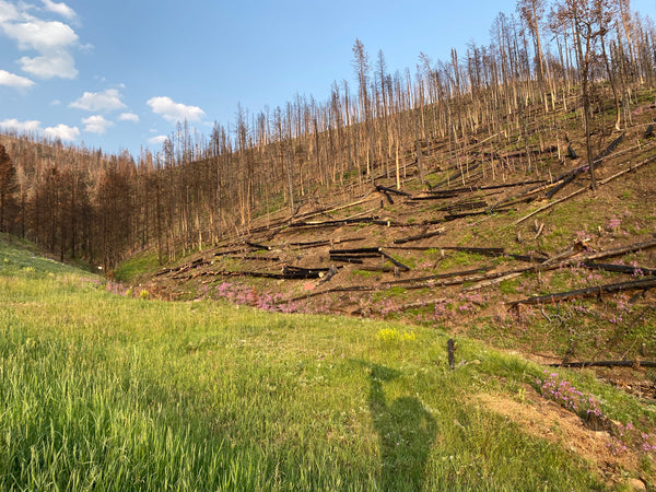 Land Restoration